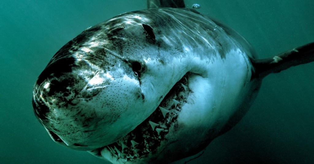 largest-great-white-shark-on-record-is-swimming-towards-a-tourist-hotspot